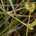 Carex extensa fruit picture by Groupe Botanique de Bruxelles (cc-by-sa)