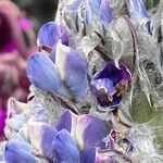 Lupinus alopecuroides flower picture by Fabien Anthelme (cc-by-sa)