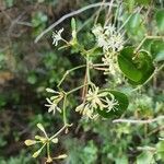 Smilax aspera flower picture by benoît (cc-by-sa)