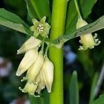 Polygonatum verticillatum flower picture by Daniel Barthelemy (cc-by-sa)