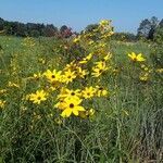 Coreopsis tripteris flower picture by Harley Riker (cc-by-sa)