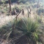 Xanthorrhoea quadrangulata flower picture by Graeme Worsley (cc-by-sa)