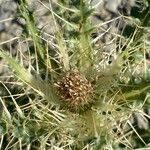 Cirsium glabrum flower picture by F. Manzano (cc-by-sa)