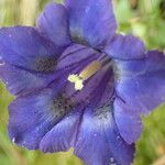 Gentiana occidentalis flower picture by Sylvain Piry (cc-by-sa)