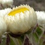 Helichrysum mannii flower picture by Fabien Anthelme (cc-by-sa)