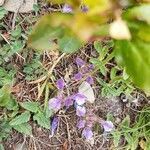 Scutellaria alpina flower picture by Annabelle PRIN COJAN (cc-by-sa)