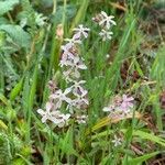 Silene gallica flower picture by rasmjs kray (cc-by-sa)