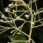 Cordia diversifolia flower picture by Nelson Zamora Villalobos (cc-by-nc)