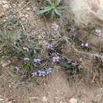 Viola arborescens habit picture by Sylvain Piry (cc-by-sa)