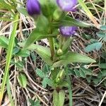 Gentianella campestris leaf picture by Jean-Philippe Michot (cc-by-sa)