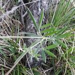 Lathyrus filiformis leaf picture by Emmanuel Cosson (cc-by-sa)