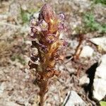 Orobanche cernua flower picture by Alexandra Jean (cc-by-sa)