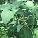 Amaranthus viridis habit picture by Paul Mather (cc-by-sa)