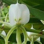 Angraecum eburneum flower picture by Jean-Marie Ronquy (cc-by-sa)