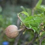 Manilkara zapota fruit picture by Nelson Zamora Villalobos (cc-by-nc)