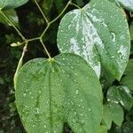 Bauhinia purpurea leaf picture by Rakesh Banerjee (cc-by-sa)