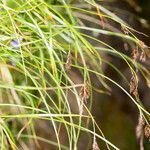 Carex frigida habit picture by Martin Bishop (cc-by-sa)