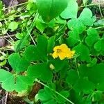 Oxalis dillenii flower picture by Martin Lukac (cc-by-sa)