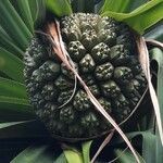 Pandanus tectorius fruit picture by Daniel Barthelemy (cc-by-sa)