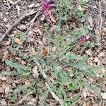 Astragalus monspessulanus habit picture by Clément Garcia (cc-by-sa)