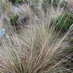 Festuca azucarica habit picture by Fabien Anthelme (cc-by-sa)