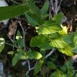 Nepeta nuda leaf picture by Renaud Brochiero (cc-by-sa)