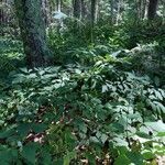 Actaea racemosa leaf picture by Jesse Corriveau (cc-by-sa)