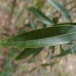 Olea lancea leaf picture by S. Dufour-Kowalski (cc-by-sa)