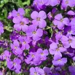 Aubrieta deltoidea habit picture by Rudolf Eberli (cc-by-sa)