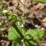 Cardamine diphylla flower picture by Matthias Foellmer (cc-by-sa)