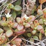 Crassula volkensii habit picture by susan brown (cc-by-sa)