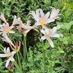 Lycoris squamigera flower picture by Dawnya Williams (cc-by-sa)