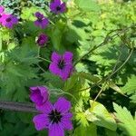 Geranium psilostemon habit picture by David Hocken (cc-by-sa)