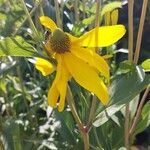 Rudbeckia laciniata flower picture by Harry Schreurs (cc-by-sa)