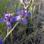 Delphinium scaposum flower picture by Chase Cook (cc-by-sa)