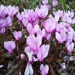 Cyclamen hederifolium flower picture by carmela (cc-by-sa)