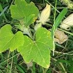 Cucurbita moschata habit picture by Raffaella D'Ambra (cc-by-sa)