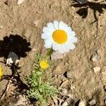 Anthemis pseudocotula habit picture by Rina Jeger (cc-by-sa)