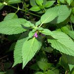 Galeopsis pubescens leaf picture by Andrzej Konstantynowicz (cc-by-sa)