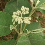 Solanum erianthum habit picture by Shehadi Ramiz (cc-by-sa)