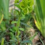 Euphorbia amygdaloides flower picture by Antoine Ambard (cc-by-sa)