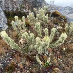 Monticalia guicanensis habit picture by Fabien Anthelme (cc-by-sa)