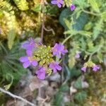 Arabidopsis arenosa flower picture by taucherli (cc-by-sa)