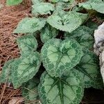 Cyclamen persicum leaf picture by Dudu Cohen (cc-by-sa)