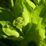 Euphorbia illirica flower picture by Llandrich anna (cc-by-sa)