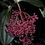 Medinilla speciosa fruit picture by Daniel Barthelemy (cc-by-nc)