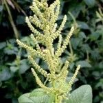 Amaranthus viridis flower picture by that's someguy (cc-by-sa)