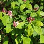 Lonicera tatarica habit picture by Dieter Albrecht (cc-by-sa)