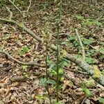 Epipactis purpurata habit picture by Uwe Knothe (cc-by-sa)