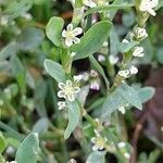 Polygonum arenastrum flower picture by Fabrice Rubio (cc-by-sa)